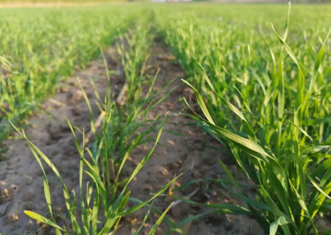 芒种:“芒”着生长,“种”下希望 芒种:“芒”着生长,“种”下希望