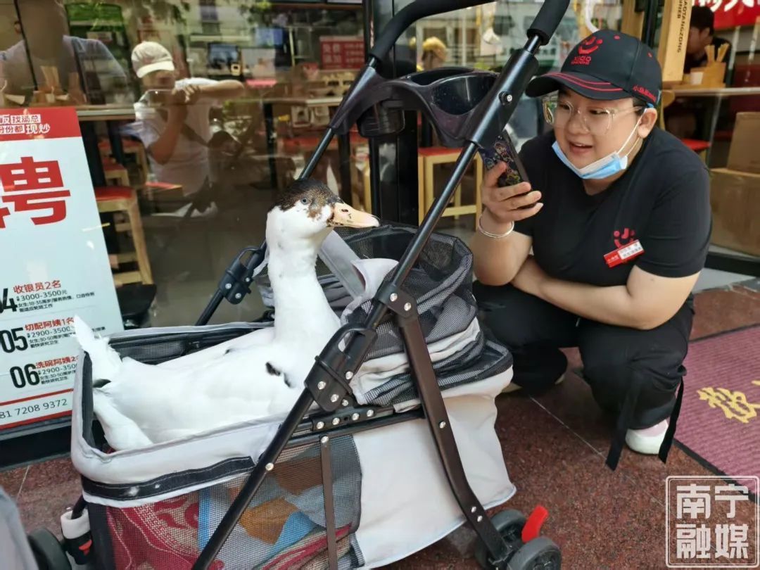 南宁惊现婴儿车“遛鸭”!这波操作太吸睛 南宁惊现婴儿车“遛鸭”!这波操作太吸睛