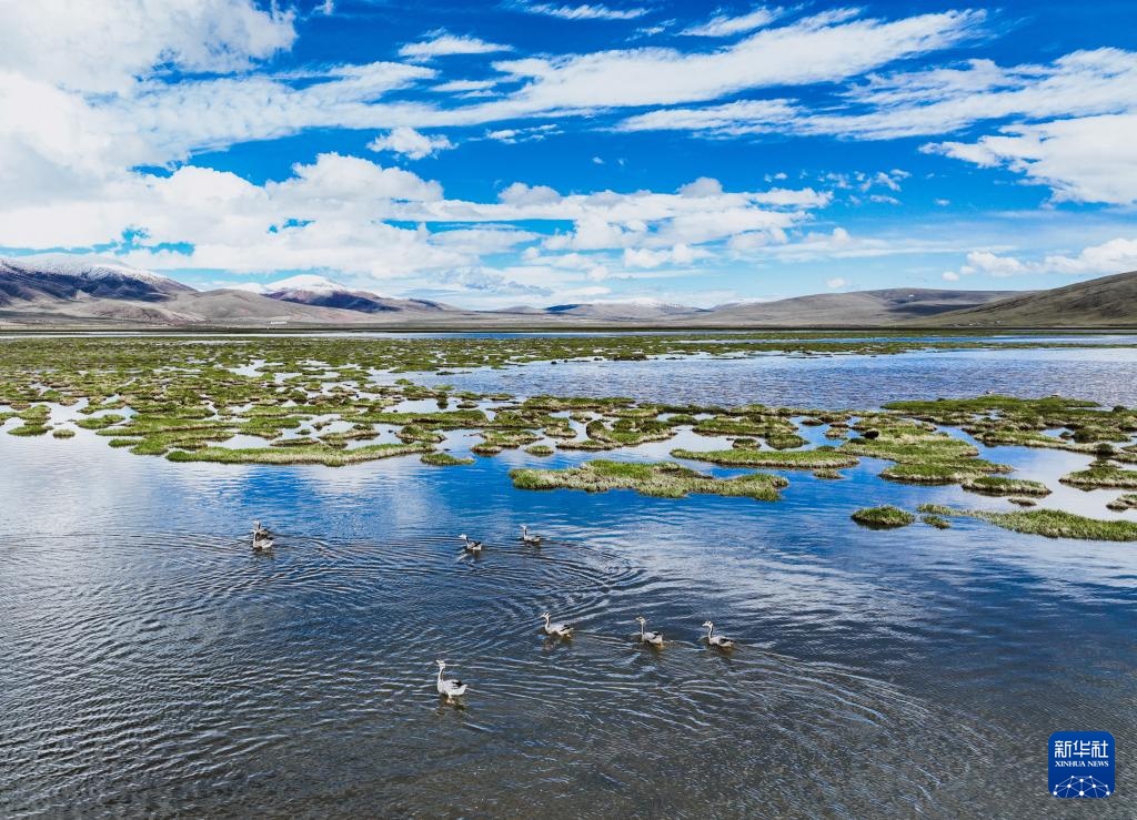 隆宝滩:长江源头的生命律动 隆宝滩:长江源头的生命律动