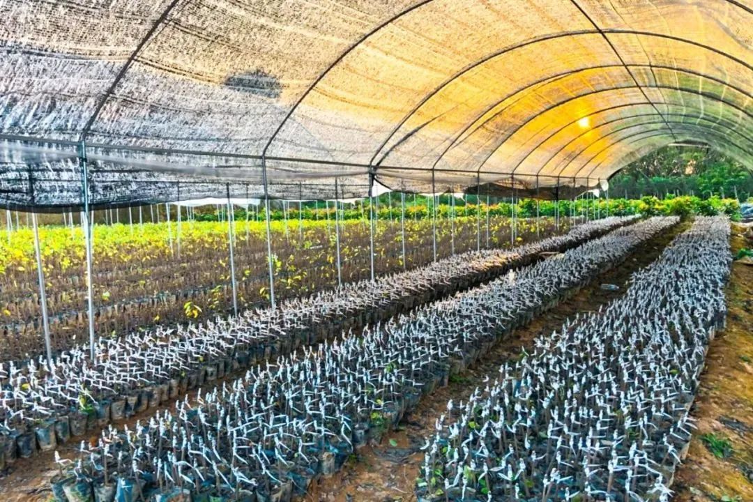 “芒”有所获,“种”有所得 “芒”有所获,“种”有所得