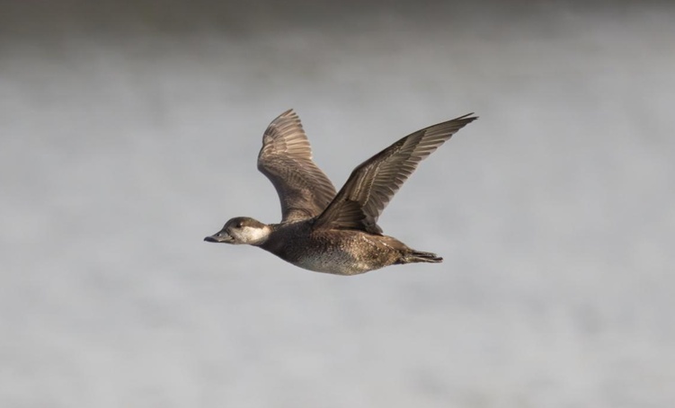 生态持续向好 北京陆生野生动物增至620种 生态持续向好 北京陆生野生动物增至620种