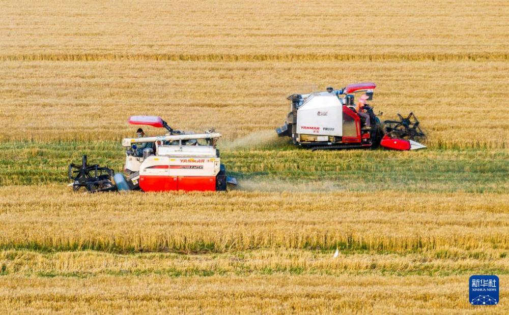 时雨及芒种 四野皆插秧 时雨及芒种 四野皆插秧