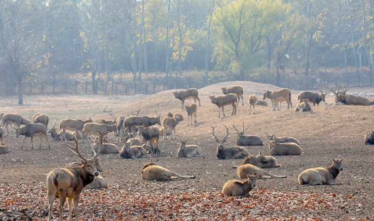 生态持续向好 北京陆生野生动物增至620种 生态持续向好 北京陆生野生动物增至620种