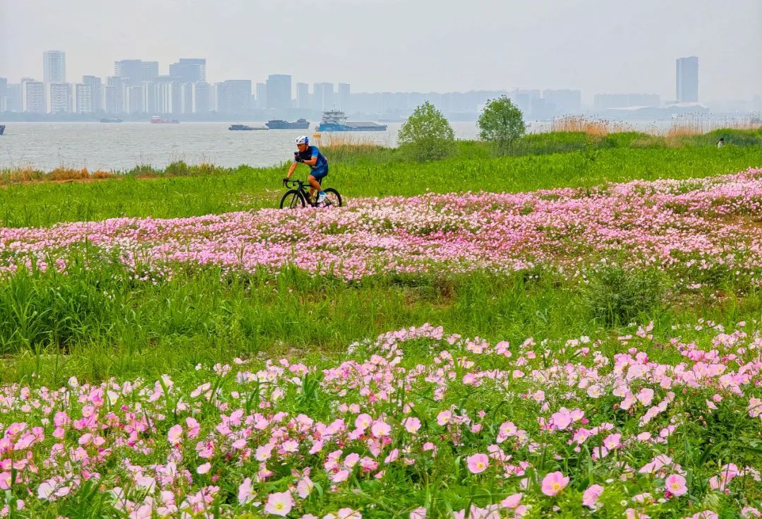 惊喜!时隔4年,它们再现 惊喜!时隔4年,它们再现