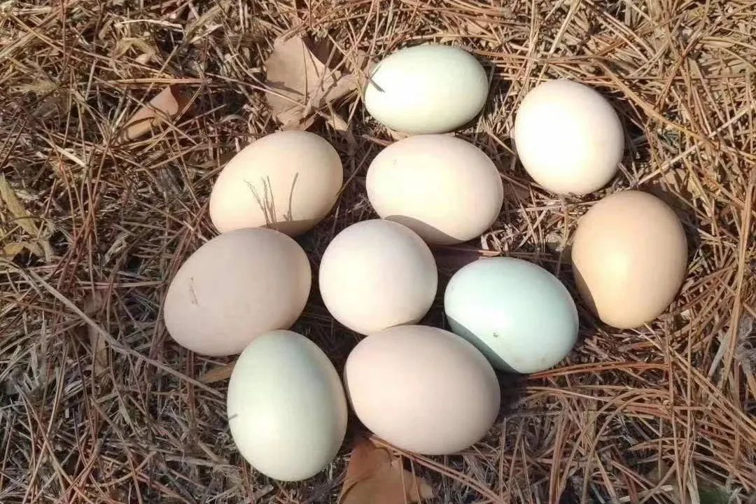 买鸡蛋,选贵的更好?这6种“网红蛋”都是智商税吗? 买鸡蛋,选贵的更好?这6种“网红蛋”都是智商税吗?