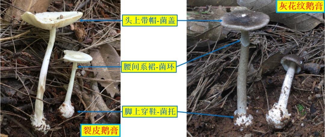 近期高发!已致47人中毒!湖南官方紧急预警 近期高发!已致47人中毒!湖南官方紧急预警