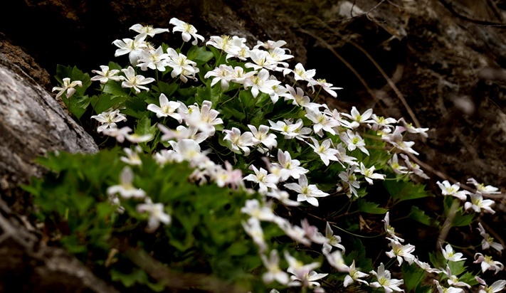 生态持续向好 北京陆生野生动物增至620种 生态持续向好 北京陆生野生动物增至620种