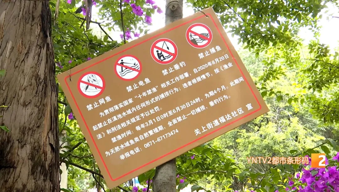 嚣张！盘龙江禁渔区，有人一边捞一边卖！