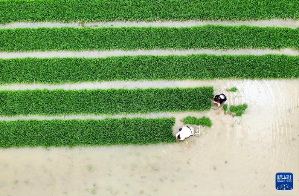 时雨及芒种 四野皆插秧 时雨及芒种 四野皆插秧