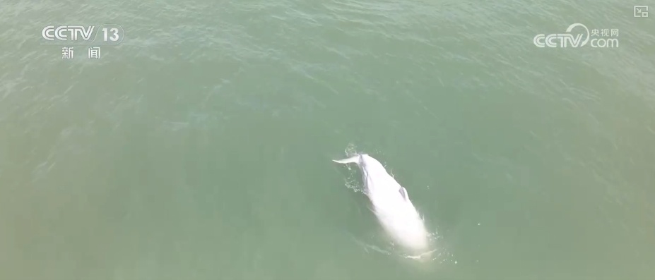 生态保护向“智”向“新” 白海豚有了高科技“保镖” 生态保护向“智”向“新” 白海豚有了高科技“保镖”