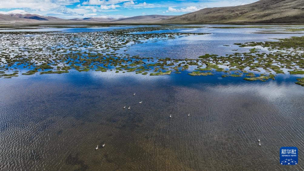 隆宝滩:长江源头的生命律动 隆宝滩:长江源头的生命律动