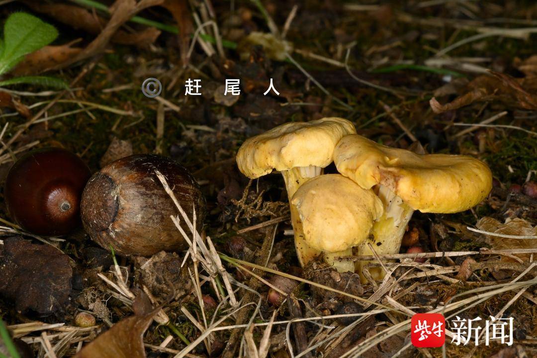 紫金山特有鸡油菌遭遇“暴力采集”，定名者痛心呼吁：它不好吃，但很重要