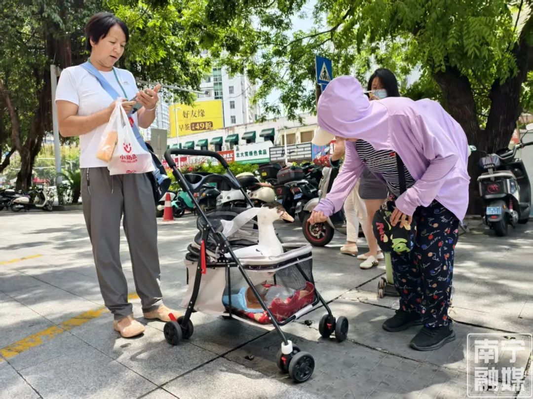 南宁惊现婴儿车“遛鸭”!这波操作太吸睛 南宁惊现婴儿车“遛鸭”!这波操作太吸睛