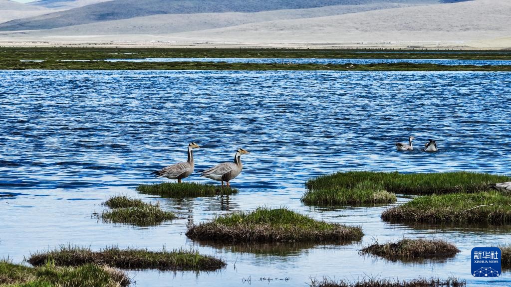 隆宝滩:长江源头的生命律动 隆宝滩:长江源头的生命律动