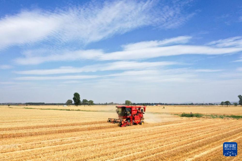 时雨及芒种 四野皆插秧 时雨及芒种 四野皆插秧