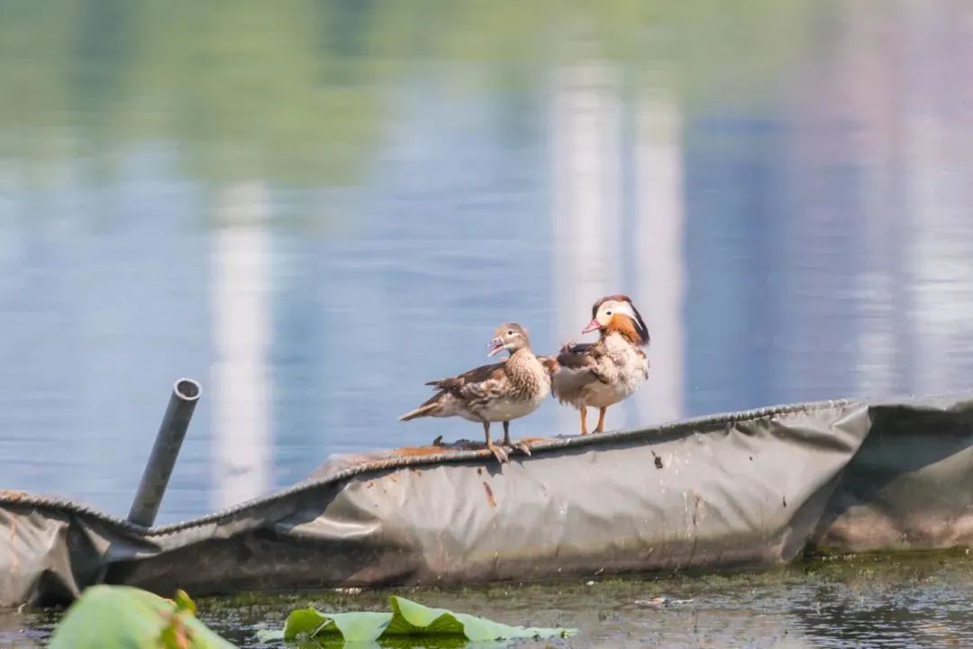 惊喜!时隔4年,它们再现 惊喜!时隔4年,它们再现