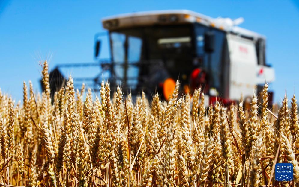 时雨及芒种 四野皆插秧 时雨及芒种 四野皆插秧