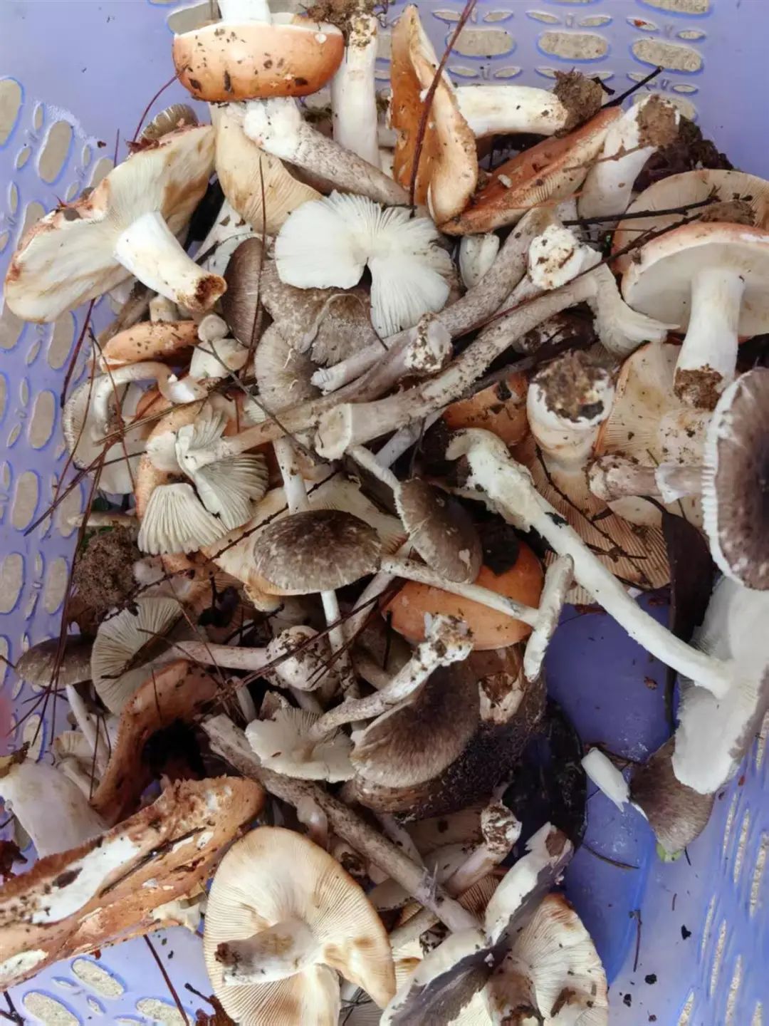 一家6口送进ICU,孩子病危!紧急提醒:不要采,不要吃 一家6口送进ICU,孩子病危!紧急提醒:不要采,不要吃