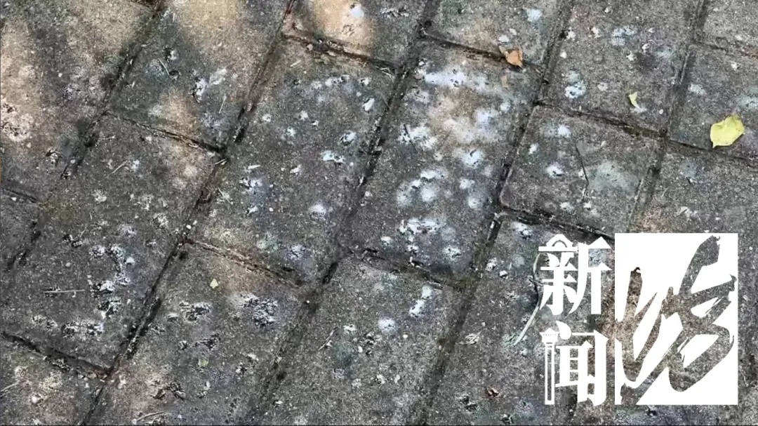 上海街头这些不明粘液是啥?目前正是高发期…… 上海街头这些不明粘液是啥?目前正是高发期……