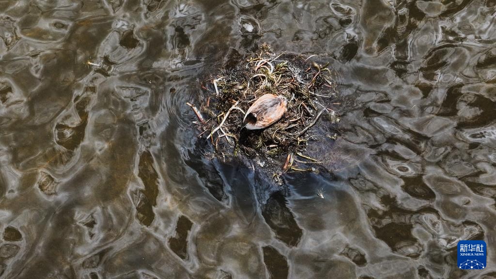 隆宝滩:长江源头的生命律动 隆宝滩:长江源头的生命律动