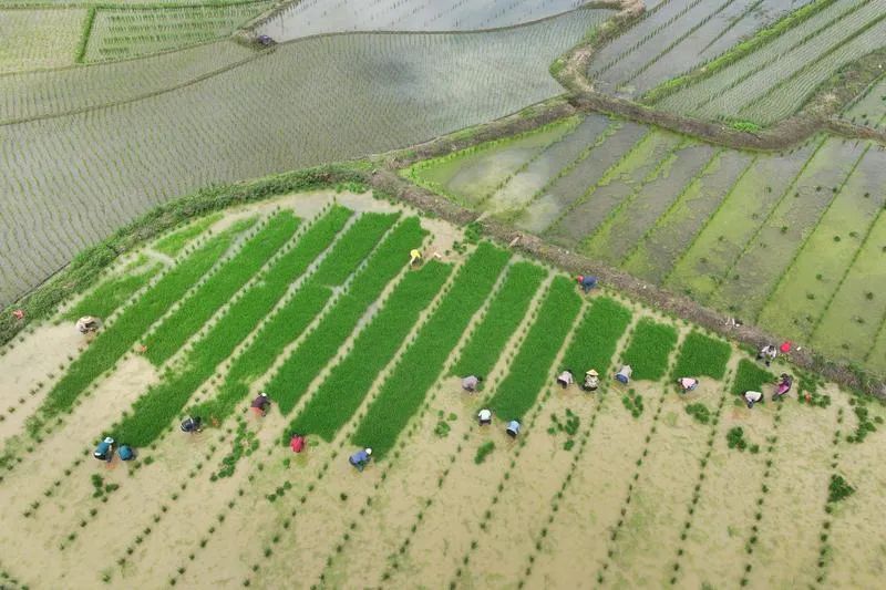 芒种 | 忙在当下,种出未来 芒种 | 忙在当下,种出未来