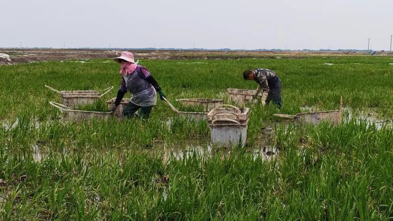 芒种:“芒”着生长,“种”下希望 芒种:“芒”着生长,“种”下希望