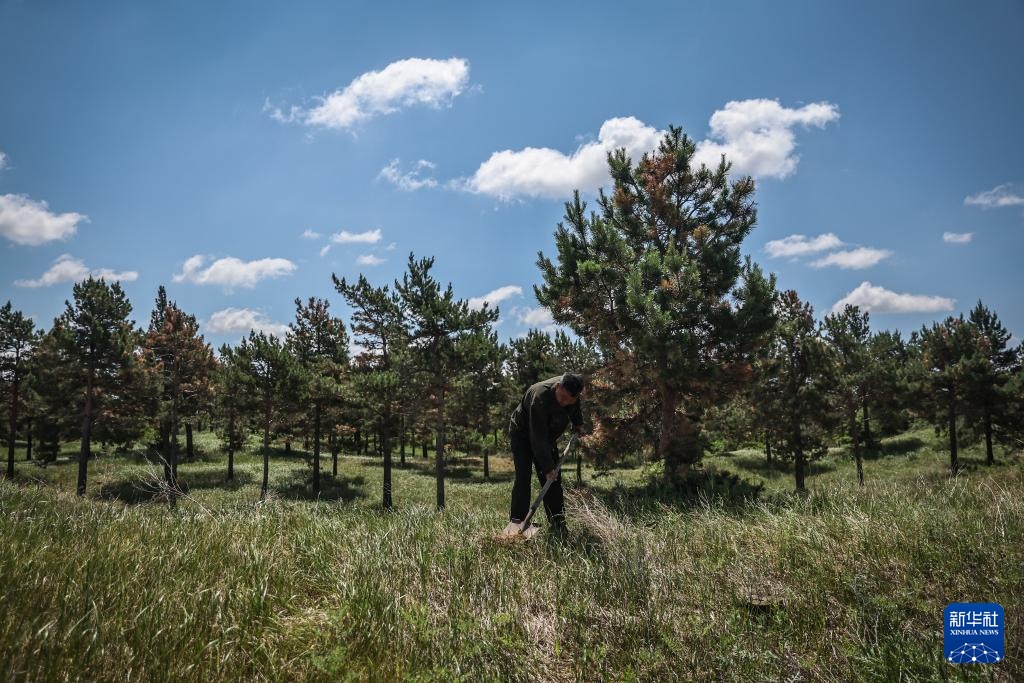 父女两代人见证沙地披绿装 父女两代人见证沙地披绿装