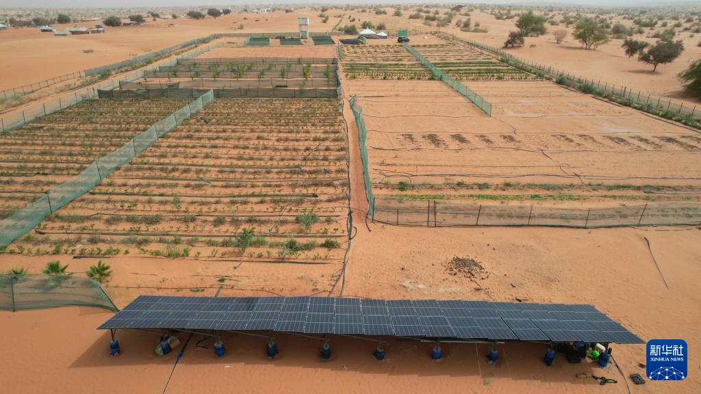 中国“绿色示范田”扎根撒哈拉沙漠 中国“绿色示范田”扎根撒哈拉沙漠