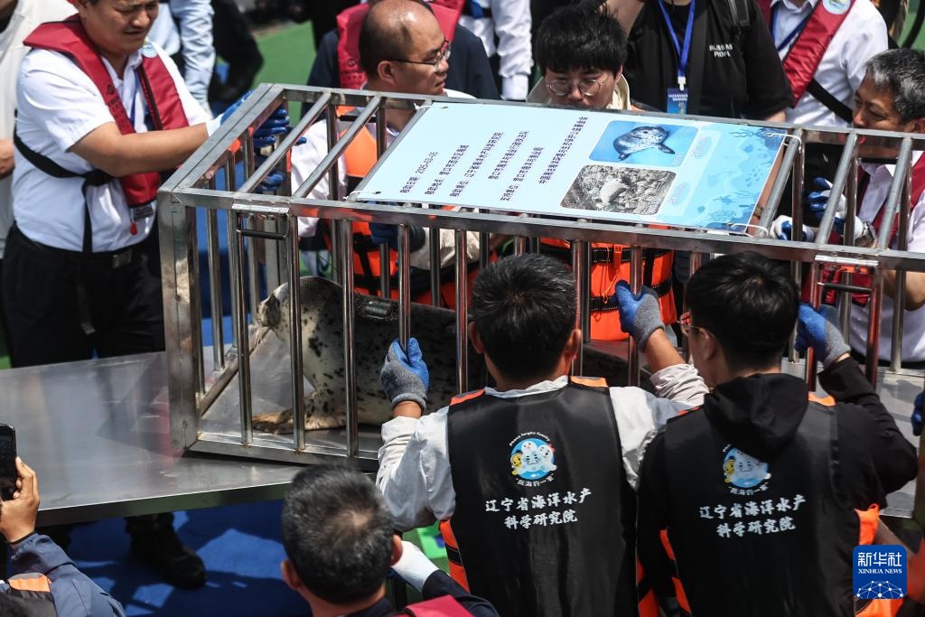 西太平洋斑海豹放归大海 西太平洋斑海豹放归大海