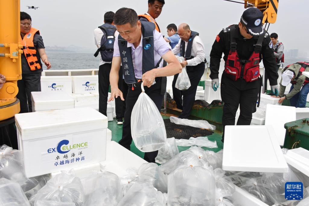 山东青岛:增殖放流 修复生态 山东青岛:增殖放流 修复生态