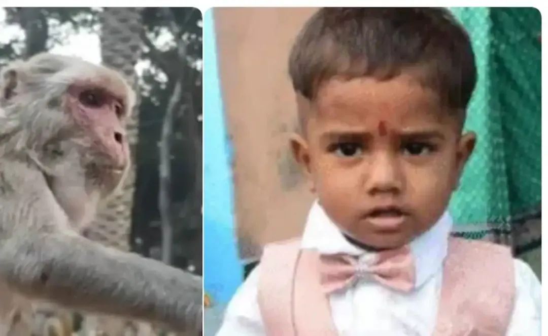 印度父亲用斧头驱赶猴子，误杀2岁孩子，亲戚怀疑是谋杀