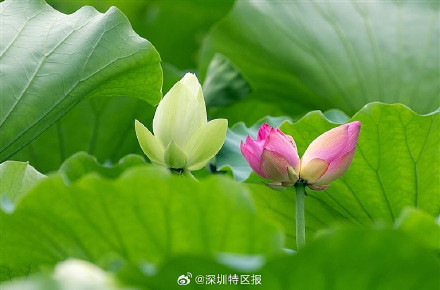 深圳洪湖公园10天发现6朵并蒂莲! 深圳洪湖公园10天发现6朵并蒂莲!