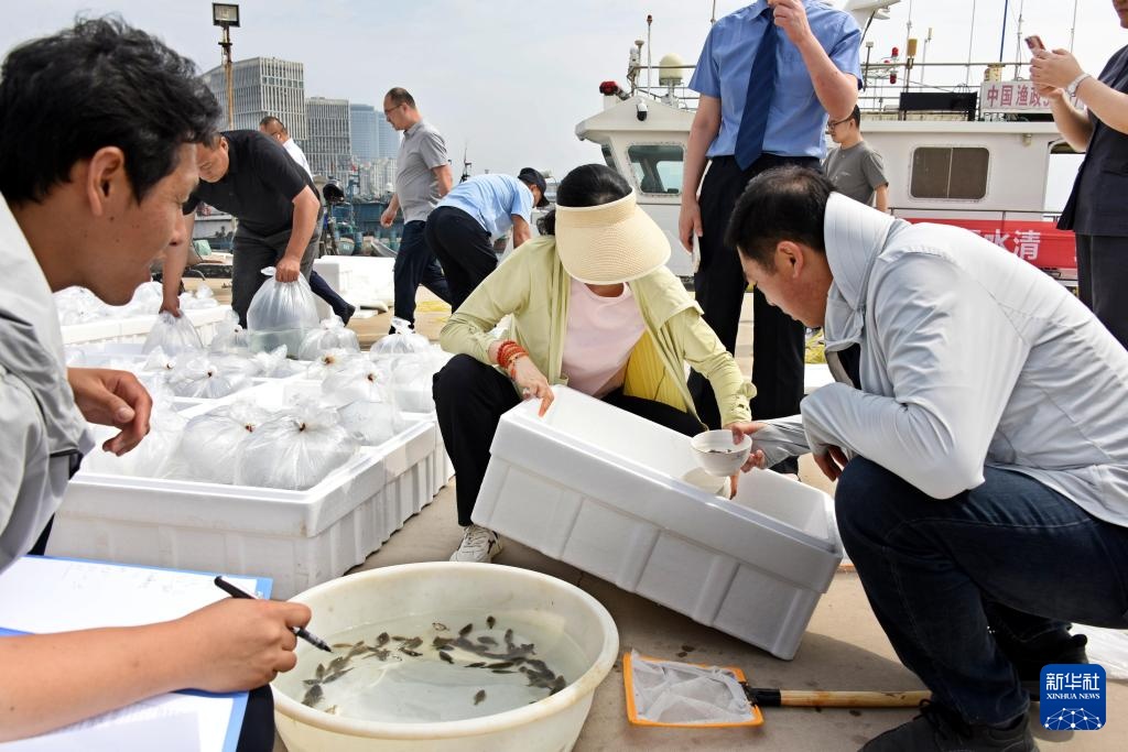 山东青岛:增殖放流 修复生态 山东青岛:增殖放流 修复生态