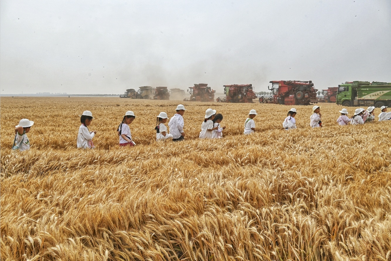 到麦田里“上学”去
