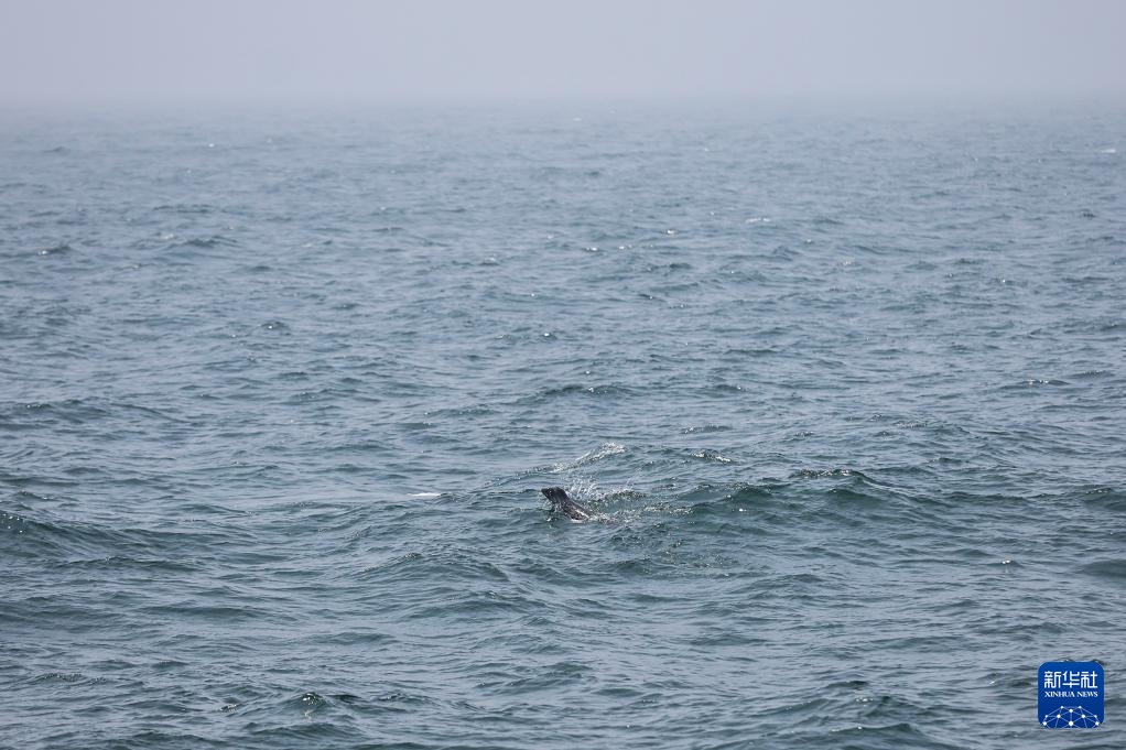 西太平洋斑海豹放归大海 西太平洋斑海豹放归大海