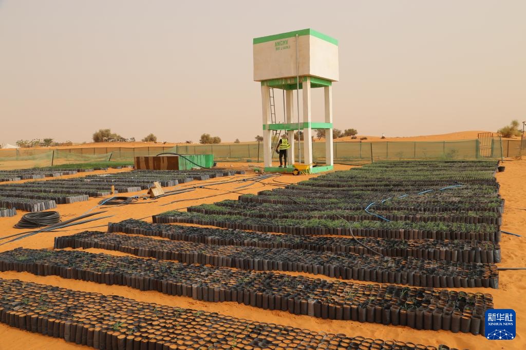 中国“绿色示范田”扎根撒哈拉沙漠 中国“绿色示范田”扎根撒哈拉沙漠