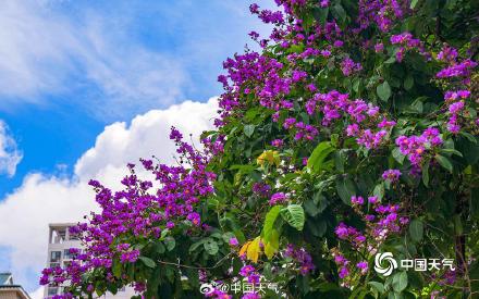 广西南宁大花紫薇盛开  邂逅一场紫色浪漫