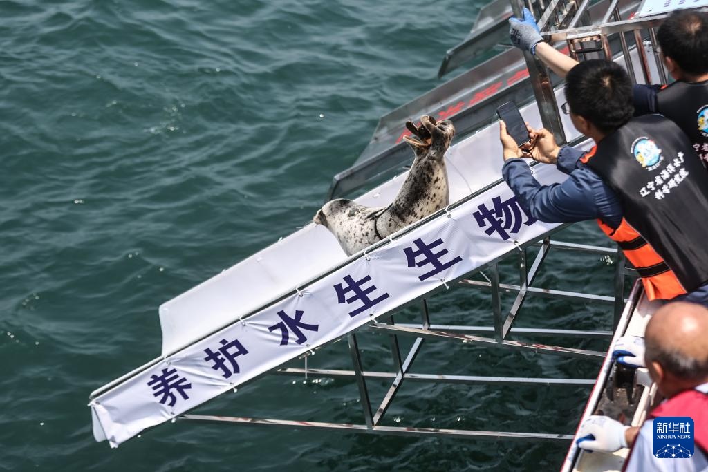 西太平洋斑海豹放归大海 西太平洋斑海豹放归大海