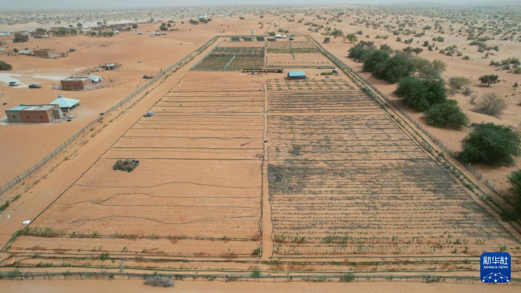 中国“绿色示范田”扎根撒哈拉沙漠 中国“绿色示范田”扎根撒哈拉沙漠
