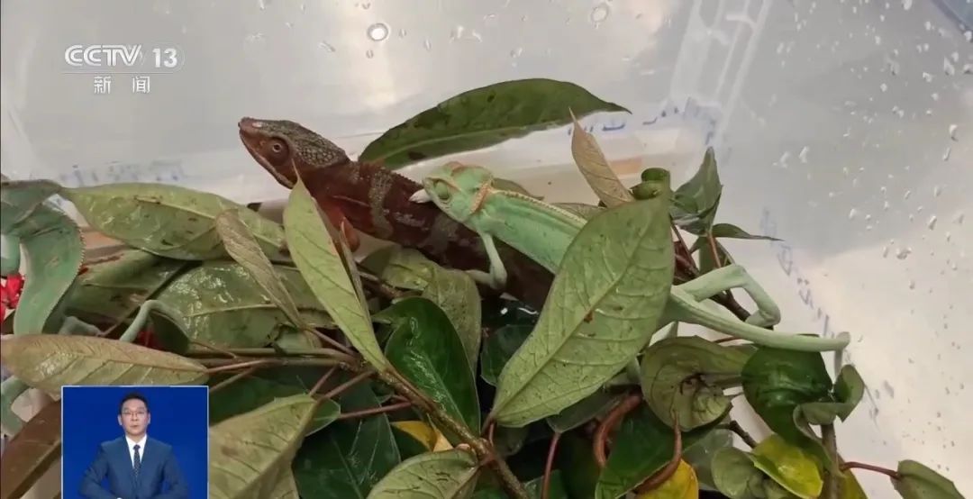 你知道吗?养“异宠”或将危害国家安全 你知道吗?养“异宠”或将危害国家安全