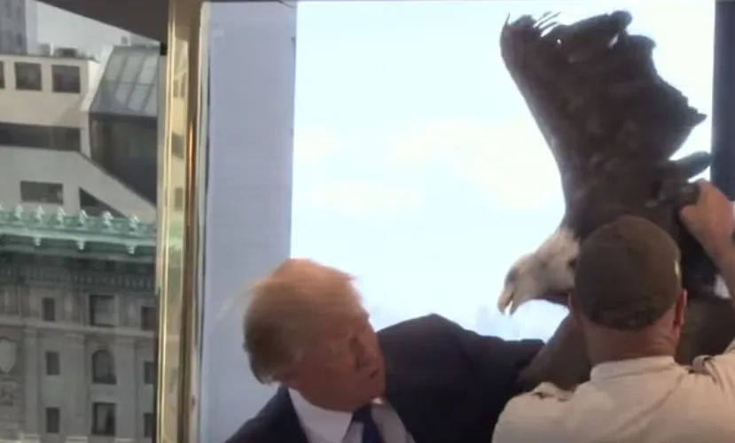 特朗普迎来动物外交：沙特将送两只“大猫咪”去美国首都