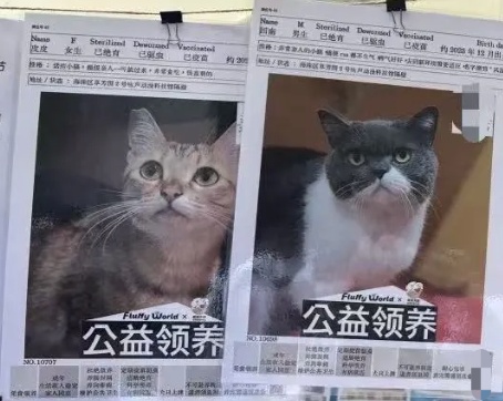 蛮好的“喵生”！广州管理流浪猫已经进入NEXT LEVEL了