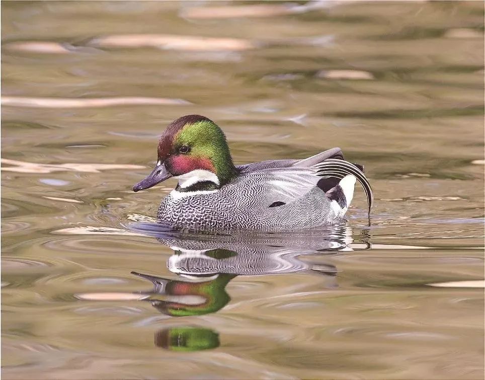 内蒙古一景区发现濒危物种 内蒙古一景区发现濒危物种