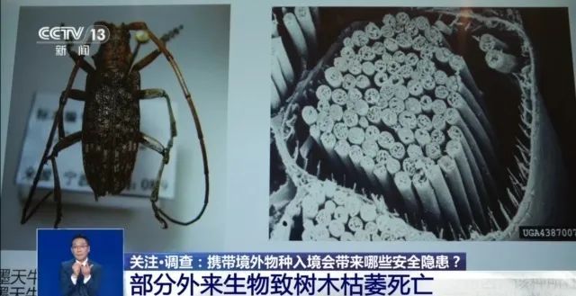 你知道吗?养“异宠”或将危害国家安全 你知道吗?养“异宠”或将危害国家安全