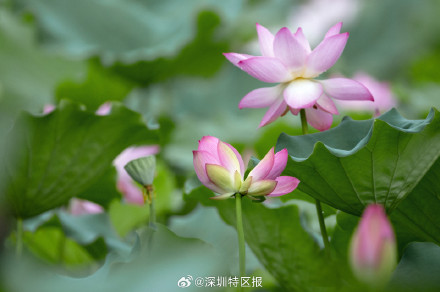 深圳洪湖公园10天发现6朵并蒂莲! 深圳洪湖公园10天发现6朵并蒂莲!