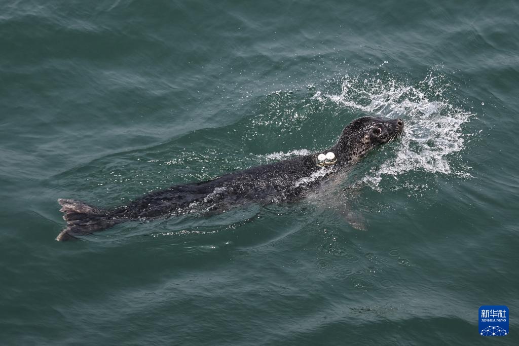 西太平洋斑海豹放归大海 西太平洋斑海豹放归大海