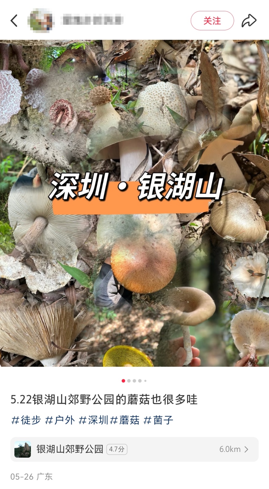 深圳多人组团采野蘑菇？官方回应