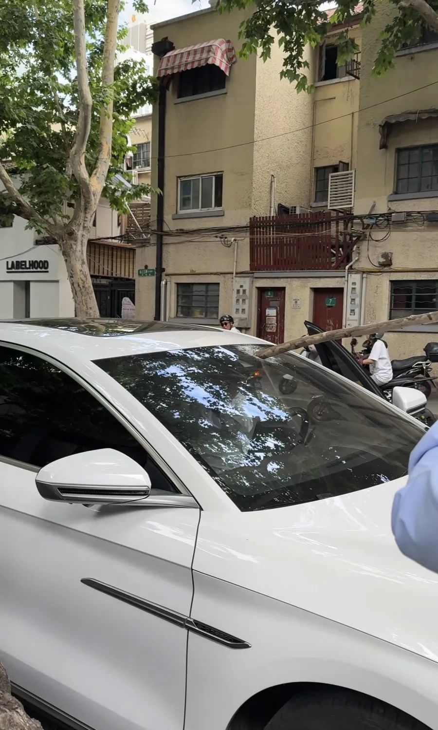 事发上海街头！司机当场报警！树枝砸穿挡风玻璃，直插驾驶室
