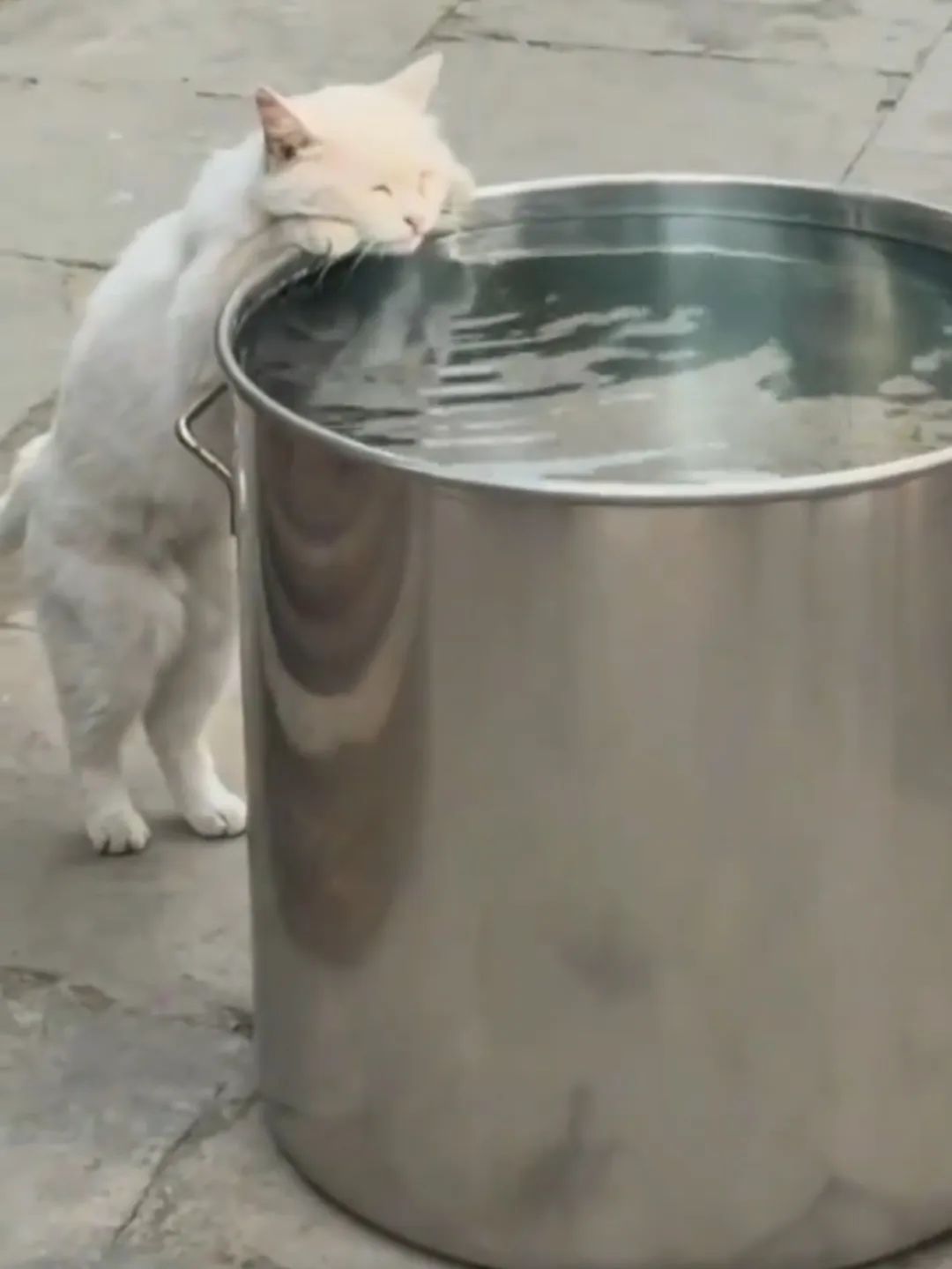 小猫喝水姿势“撞脸”三星堆文物?博物馆:有可能是它 小猫喝水姿势“撞脸”三星堆文物?博物馆:有可能是它