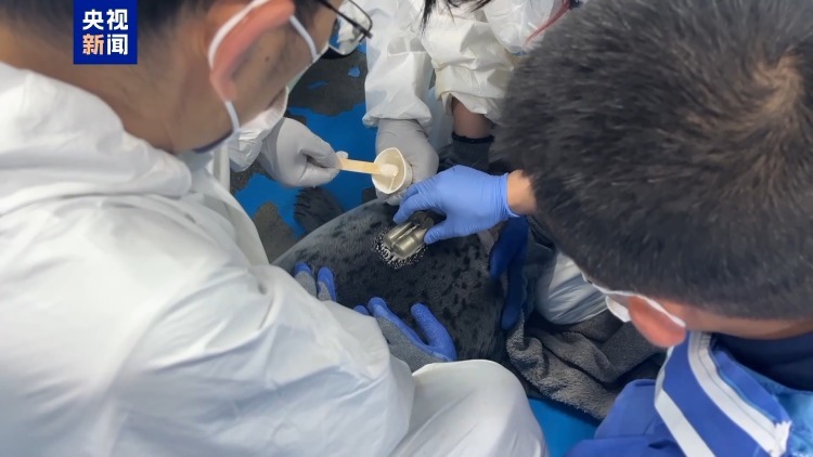 养得肥墩墩的！9头斑海豹今天放归大海